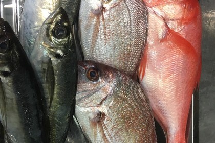 仕入れた魚