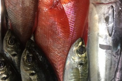 お魚たち