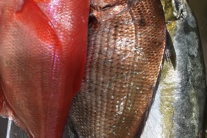 本日のお魚たち