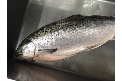 タスマニアサーモン